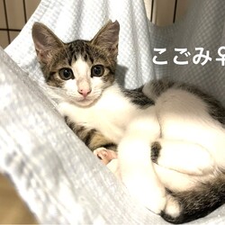 猫の譲渡会in川崎市動物愛護センター