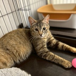 猫の譲渡会in川崎市動物愛護センター