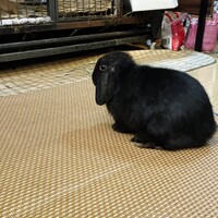 クロミちゃん