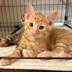 猫の譲渡会in川崎市動物愛護センター