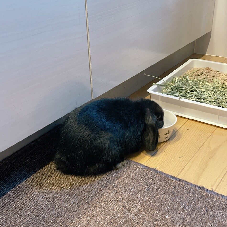 クロミちゃんのカバー写真