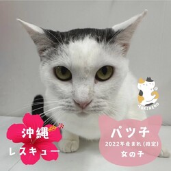 猫の譲渡会in川崎市動物愛護センター