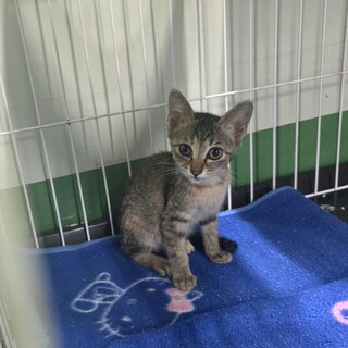 処分対象  アビシニアン系 キジ