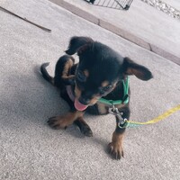 サクちゃん
