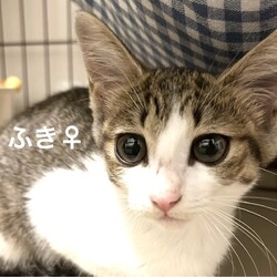 猫の譲渡会in川崎市溝の口駅