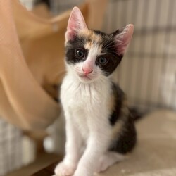 猫の譲渡会in川崎市溝の口駅