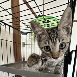 抱っこ大好き！甘えん坊なキジトラの男の子　2ヶ月