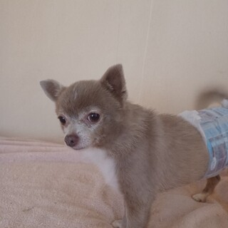 ポメチーです。