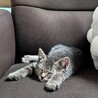 里親募集　キジトラ　子猫　4ヶ月 サムネイル2