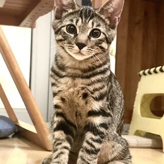 かわいい鳴き声♪妹思いのれん君（4ヶ月・雄）