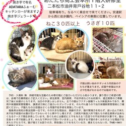 ねことうさぎの譲渡会