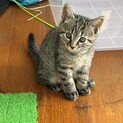 仔猫の里親募集（7週齢）