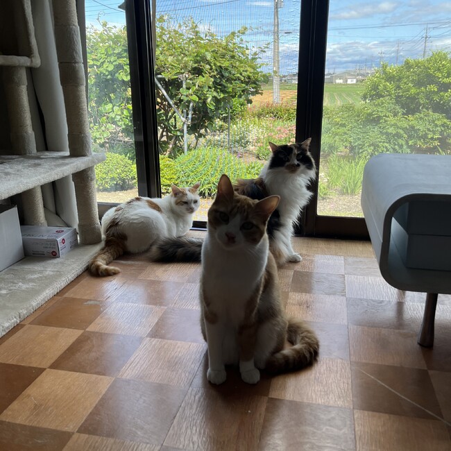 タラルンミルのカバー写真