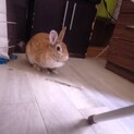 うさぎ　2歳くらい　男の子