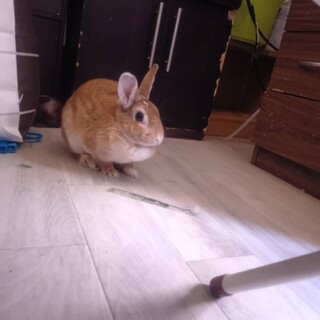 うさぎ　2歳くらい