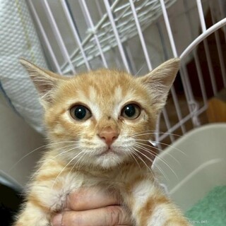 8/24さいたま市桜区ワンクル参加　クルト君