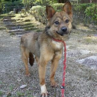 お散歩大好き！元気いっぱいな【すず】ちゃん