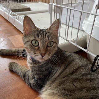 スリゴロ甘えん坊のキジトラの女の子