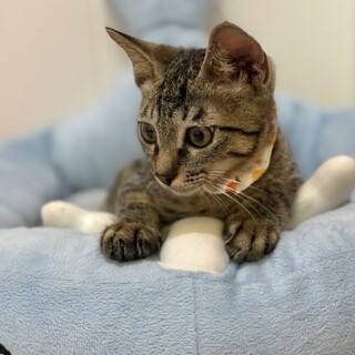 ほんわか♡末っ子気質な男の子