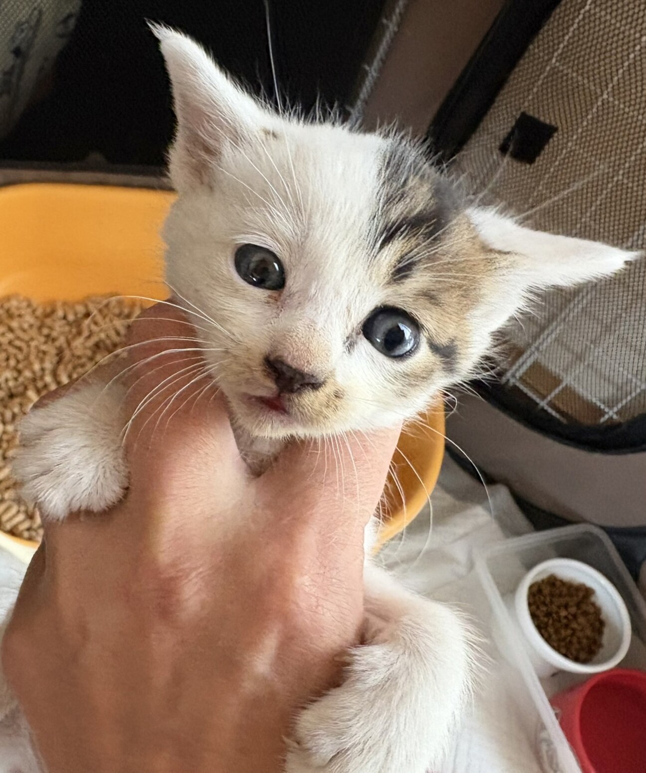 大変希少な♂三毛仔猫3週」茨城県 - 猫の里親募集(521924