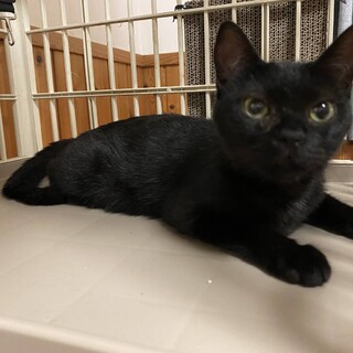 おっとりお淑やかなガール♪黒みつちゃん