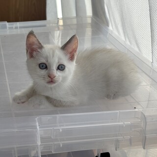 仔猫（雌）の里親募集（6月6日生）