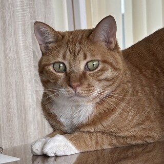 天真爛漫！甘えんぼの茶トラ男の子