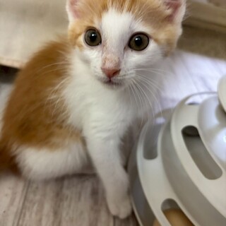 元気いっぱい！ペーターくん