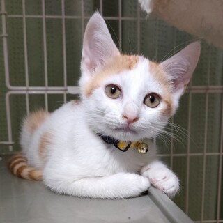 【8/17譲渡会】のんびりBOY★こうたろう