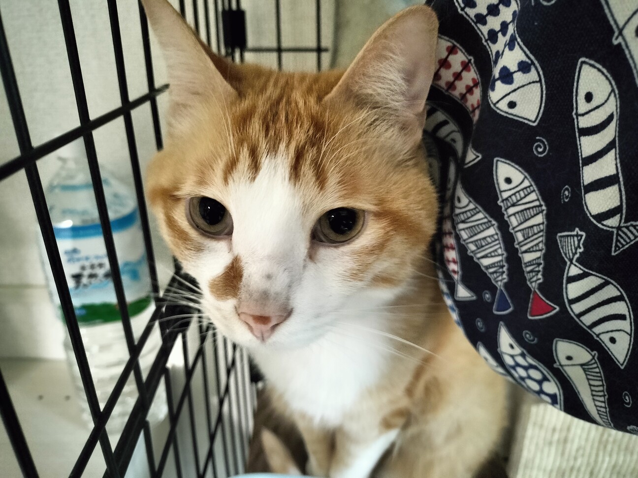 サン（里親募集中）