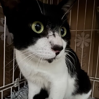 甘えん坊なハチワレの男の子