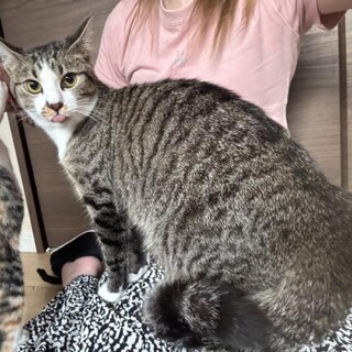 美人！峰不二子ちゃん