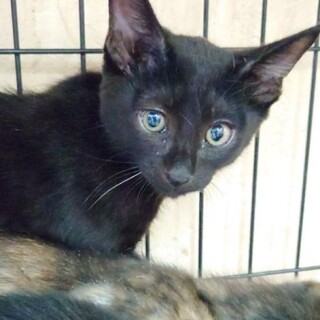 人間・猫好き　みどりちゃん　