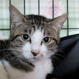 人慣れはまだだけどイケメン猫さん、ご家族募集。