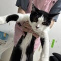 生後6ヶ月のハチワレ女の子の里親を募集します