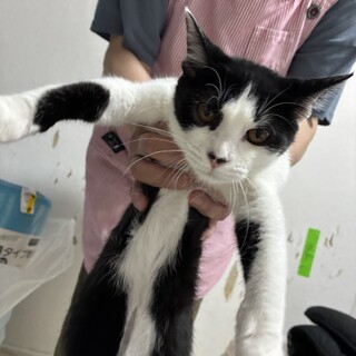 生後6ヶ月のハチワレ女の子の里親を募集します