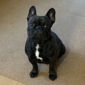 【募集停止中】フレブル 3歳 男の子