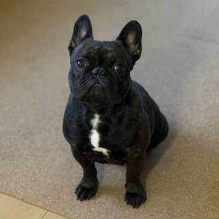 【募集停止中】フレブル 3歳 男の子