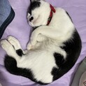 一歳ハチワレ女の子の里親を募集します