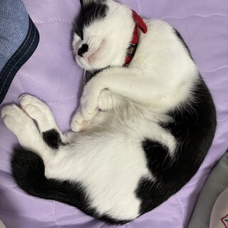 一歳ハチワレ女の子の里親を募集します