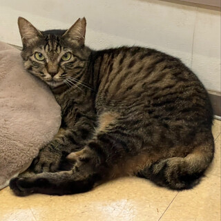 キジトラ女子⭐︎愛ちゃん⭐︎3歳