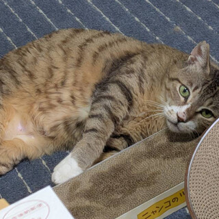 お外で頑張って暮らしていたりょうま⭐︎シニア