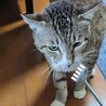 お外で頑張って暮らしていたりょうま⭐︎シニア サムネイル2