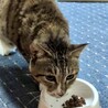 お外で頑張って暮らしていたりょうま⭐︎シニア サムネイル3