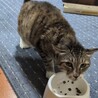お外で頑張って暮らしていたりょうま⭐︎シニア サムネイル4