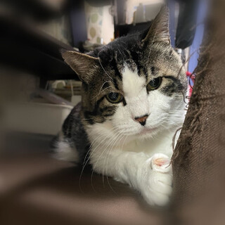 お外で頑張って暮らしていた大福くん⭐︎キジ白シニア