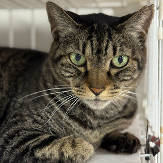 おはぎちゃん⭐︎キジトラ⭐︎3歳