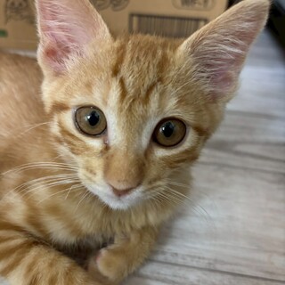 ふわふわ子猫♡エビスくん