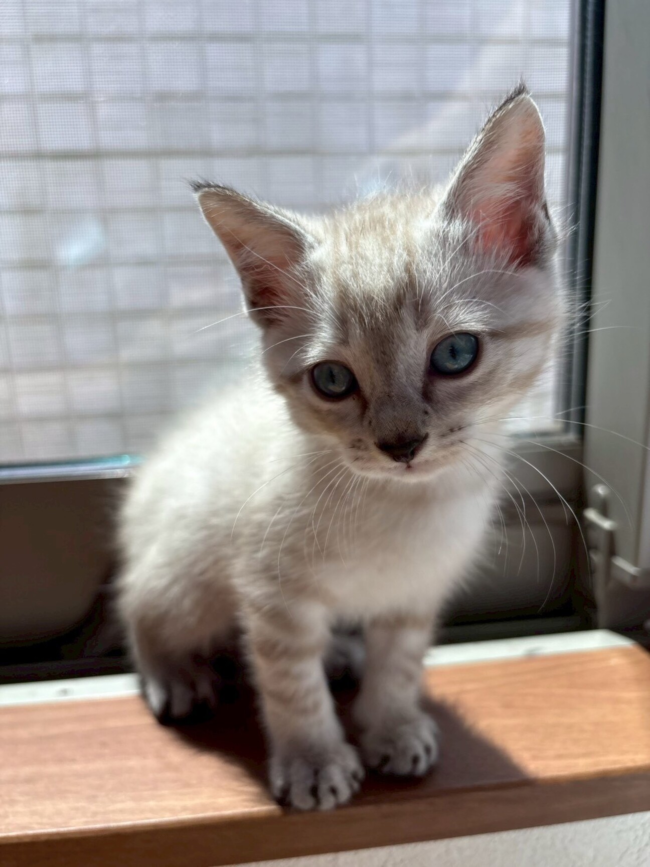 ひなた様お取置きです。レジンヘアゴム パッピーイースター 黒猫ちゃんNo.956 1871529.jpg