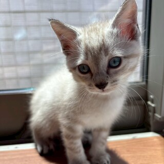 好奇心旺盛ちょろちょろ可愛いイケメン《ひなた》くん